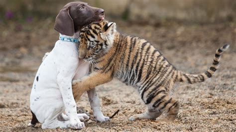 Baby Bengal Tiger Becomes Best Friends With a Playful Puppy, At Least ...