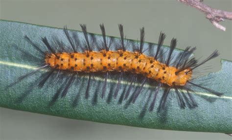 Oleander Caterpillar - Syntomeida epilais Walker