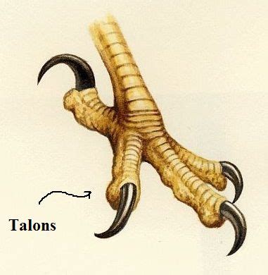 Eagle Talons | Animal Illustration Art