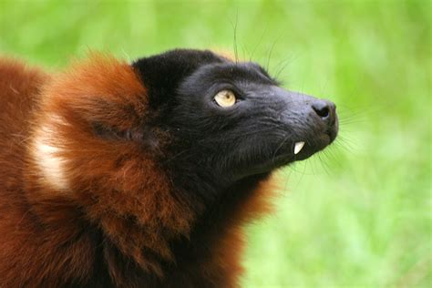 Free photo: Red Ruffed Lemur - Animal, Jungle, Lemur - Free Download - Jooinn