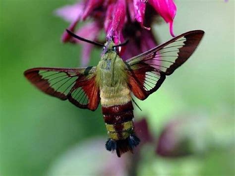 Hummingbird Clearwing Moth: Identification, Life Cycle, Facts & Pictures