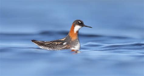 Red-necked Phalarope Overview, All About Birds, Cornell Lab of Ornithology