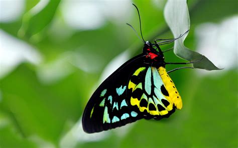 Australia’s biggest butterfly is fooled by toxic plants - Australian Geographic