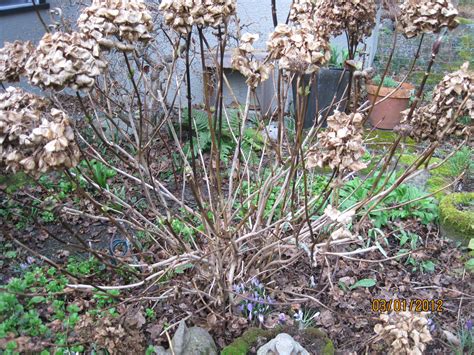 Spring Haircuts For Shrubs: Pruning To Avoid ‘Bad Hair Days' | Russell ...