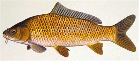 Carp - Alchetron, The Free Social Encyclopedia