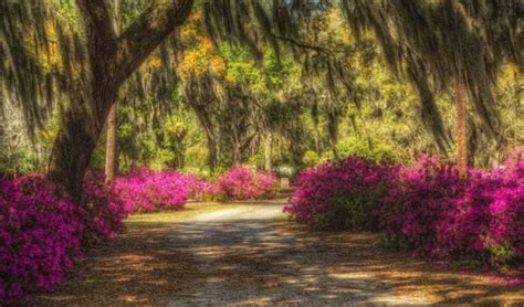 Bonaventure Cemetery Tours | Tickets for Bonaventure Cemetery in Savannah