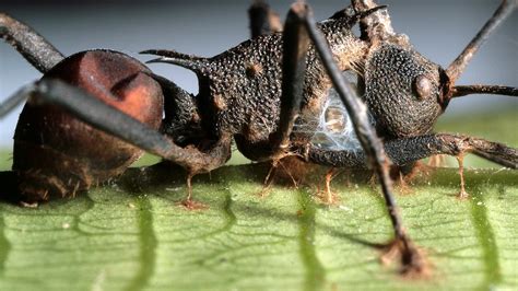 "Zombie Ant" Fungus Under Attack—By Another Fungus