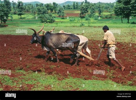 Farmer ploughing field using oxen, Chiplun, Maharashtra, India, Asia ...