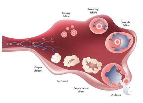 Short Follicular Phase - Toronto Infertility Naturopath