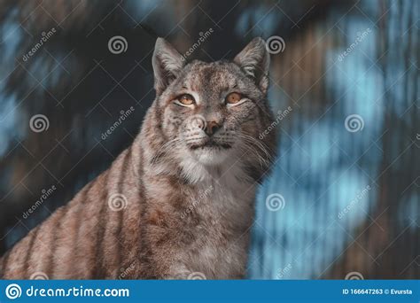 Portrait of lynx close up stock image. Image of background - 166647263