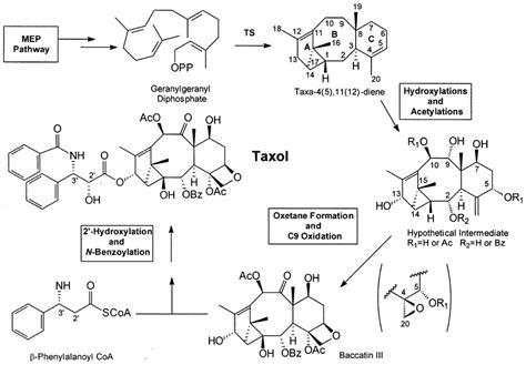 Outline of Taxol biosynthesis (TS: taxadiene synthase) | Download ...