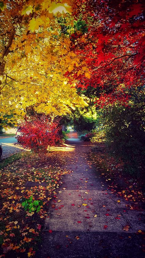 5K free download | Autumn Fall, autumn, autumn, forest, nature, paradise, road, romantic, HD ...