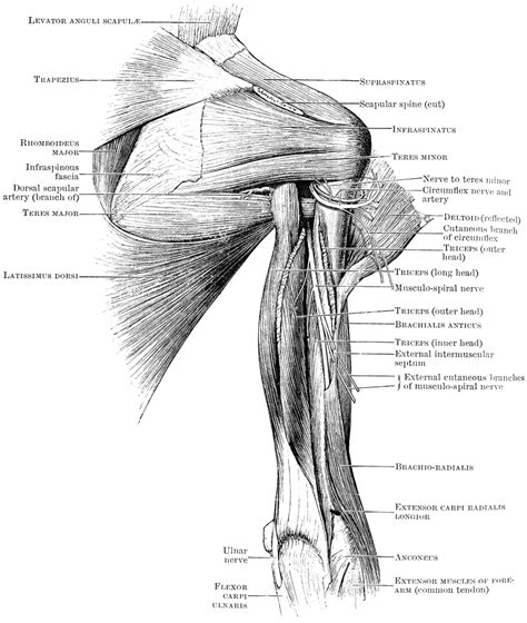 Free Shoulders Cliparts Diagram, Download Free Shoulders Cliparts ...