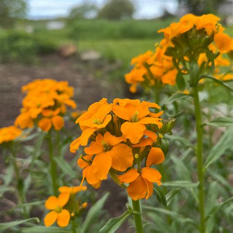 Siberian Wallflower – Revival Seeds