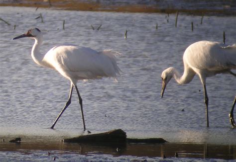 North-Central Texas Birds - Whooping Crane