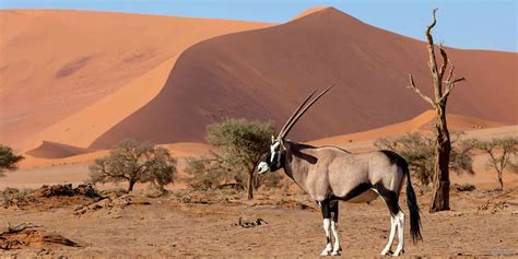 5 Fascinating Facts About Gemsbok (Oryx Gazella) – SafariBookings