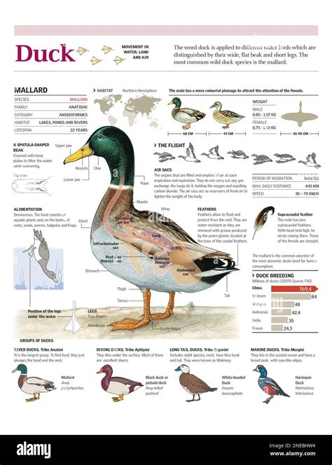 Infographics of the anatomy, flight, habitat and diet of mallard ...