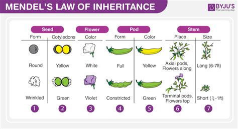 Mendel's Laws of Inheritance - Mendel's Laws and Experiments