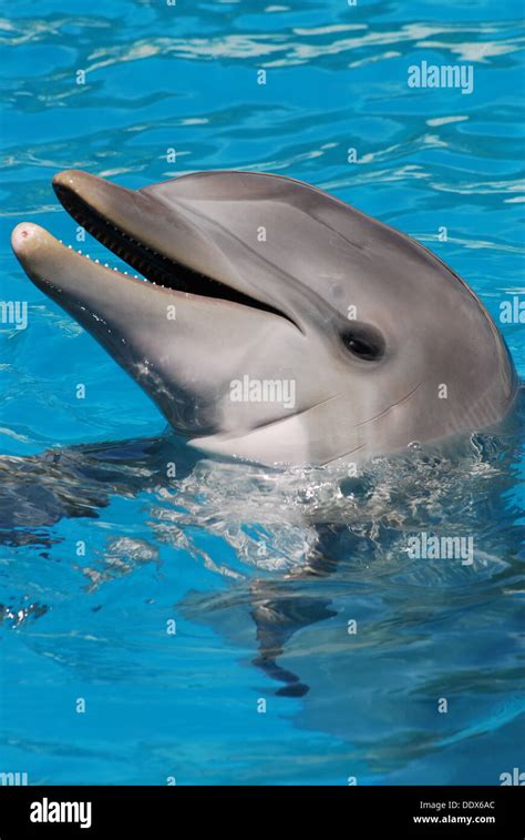 Dolphin smiling in water Stock Photo - Alamy