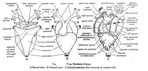 Zoology for higher secondary level: Frog: Blood-Vascular System