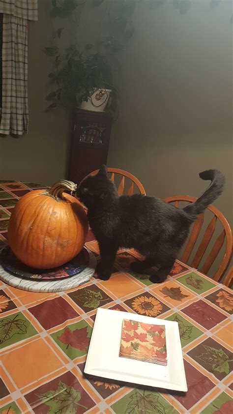 Meet My Halloween Cat MeMe! : r/cats