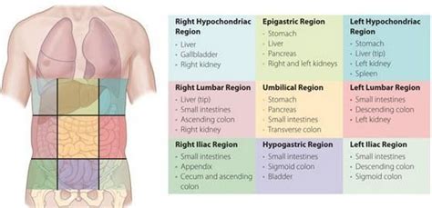 9 abdominal regions Diagram | Quizlet | Basic anatomy and physiology, Human anatomy and ...