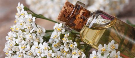 8 Powerful Yarrow Oil Benefits for Skin, Hair, and Nails — Wholesale ...