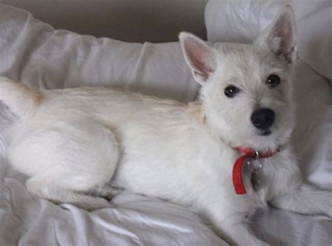 Jack Highland Terrier | Westie Jack Russell Mix - Westie Bakse