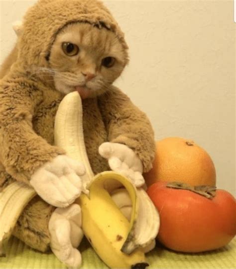 Monkey - cat : r/aww