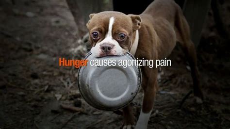 ASPCA TV Spot, 'Hunger Pains' - iSpot.tv