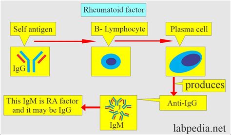 Rheumatoid Factor (RF), Rheumatoid Arthritis Factor (RA factor) - Labpedia.net