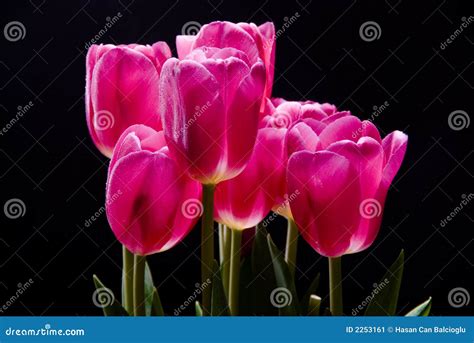 A Bouquet Of Pink Tulips On A Stock Image - Image of bridal, flower ...