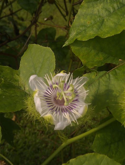 Plants found in Singapore: Passiflora foetida