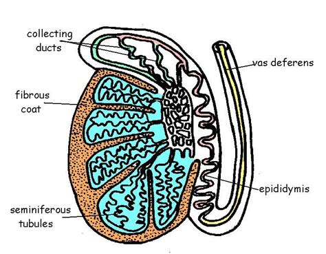 Male Reproductive System Labeled - ClipArt Best