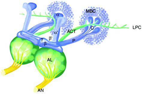 The Role of Drosophila Mushroom Body Signaling in Olfactory Memory | Science