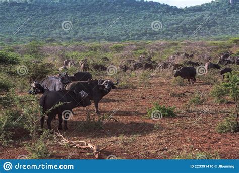 A Herd of African Buffalo stock photo. Image of mountain - 223391410