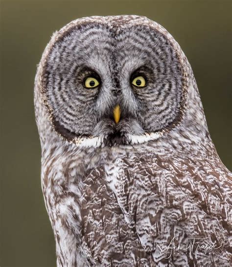 Great Gray Owl: One handsome bird - - The Adirondack Almanack