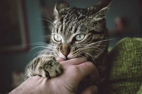 Should you get the rabies vaccine when bitten by feral cat?
