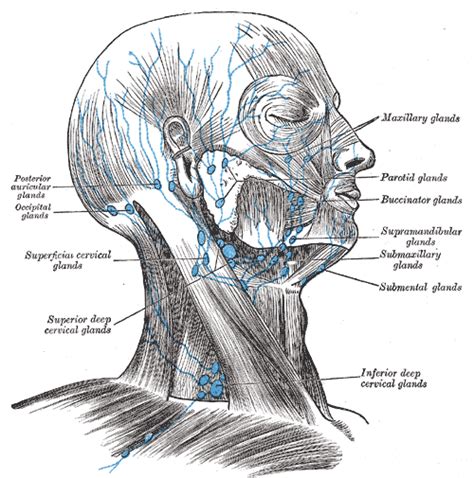 Submandibular lymph nodes - wikidoc