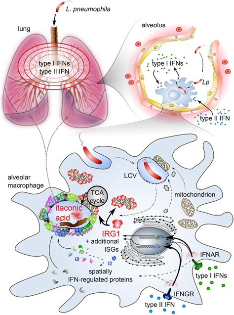 Overview of the type I and II IFN-driven, alveolar macrophage-intrinsic... | Download Scientific ...