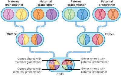 How Genes Are Passed On - FamilyEducation