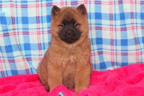 Chow Chow Mix Puppies For Sale | Puppy Adoption | Keystone Puppies