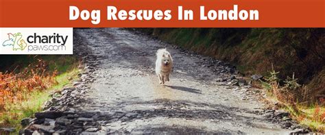 Dog Rescue Centres In London | 7 Best Rescues To Adopt From