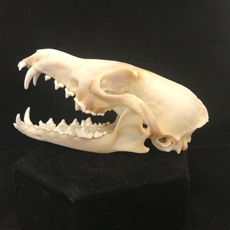 Opossum Skull Anatomy