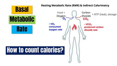 Basal Metabolic Rate | What Is BMR? | How To Count Calories? (Hindi) - YouTube