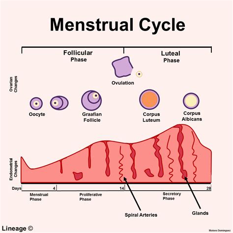 Menstrual Cycle Pregnancy Chart