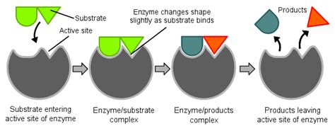 Proteins | Boundless Biology