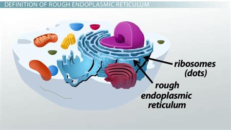 Rough Endoplasmic Reticulum | Definition, Structure & Function - Video & Lesson Transcript ...