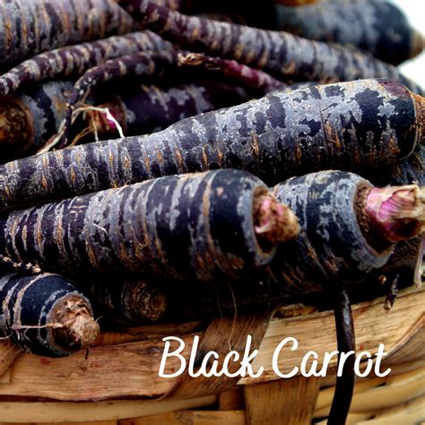 Black Carrot Vegetable Seeds – Garden Up Store