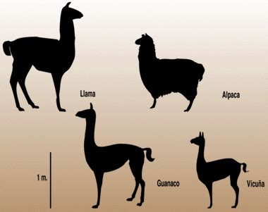 ¿Qué diferencia hay entre una llama y una alpaca? - Aprendizaje Viajero